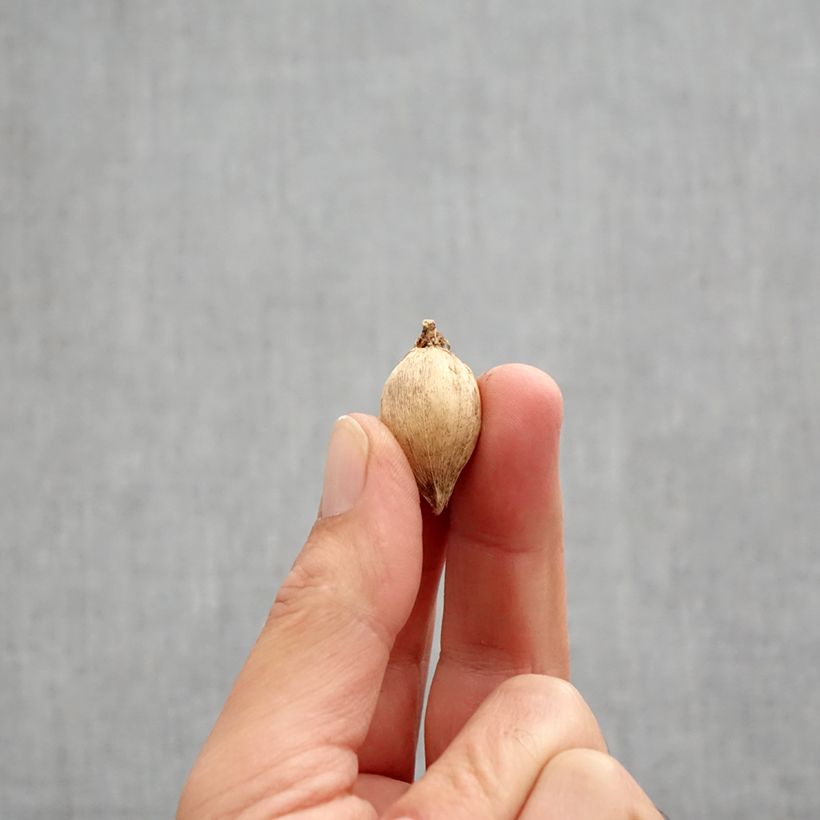 Exemplaar van Iris reticulata Polar Ice - Netiris Bol kaliber 5+ zoals geleverd in de herfst