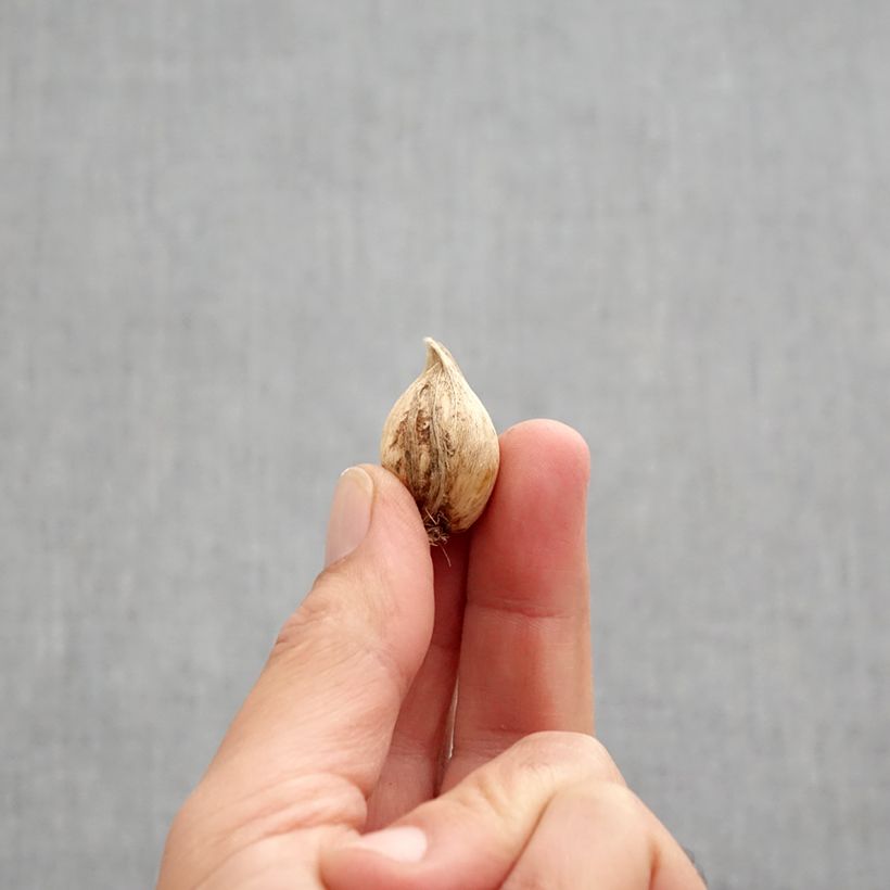 Exemplaar van Iris reticulata Sea Breeze - Netiris Bol kaliber 5+ zoals geleverd in de herfst