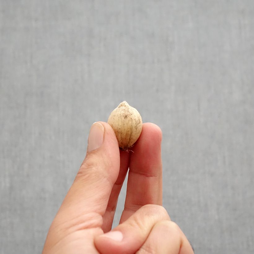 Exemplaar van Iris reticulata Splish Splash - Netiris Bol kaliber 5+ zoals geleverd in de herfst