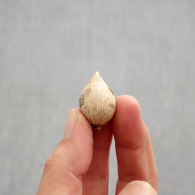 Exemplaar van Iris reticulata Sunshine - Netiris Bol kaliber 5+ zoals geleverd in de herfst