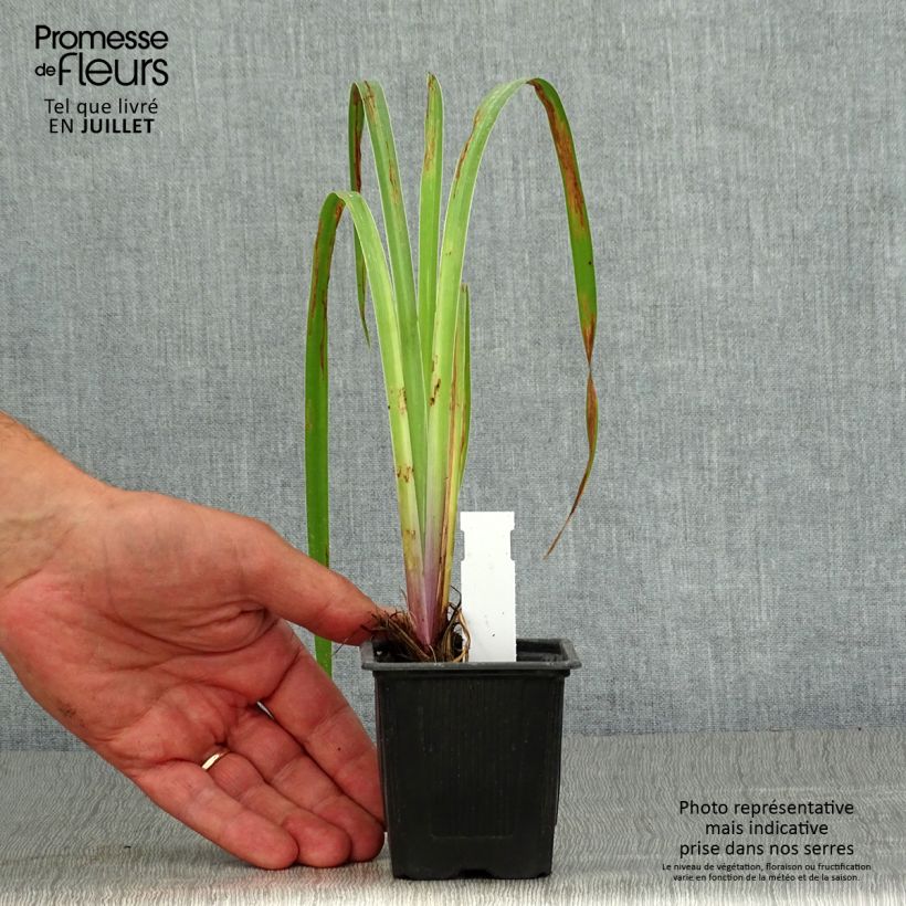 Exemplaar van Iris robusta Dark Aura Kweekpotje van 8/9 cm zoals geleverd in de zomer