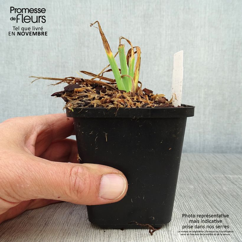 Exemplaar van Iris setosa - Borstelige iris Kweekpotje van 8/9 cm zoals geleverd in de herfst