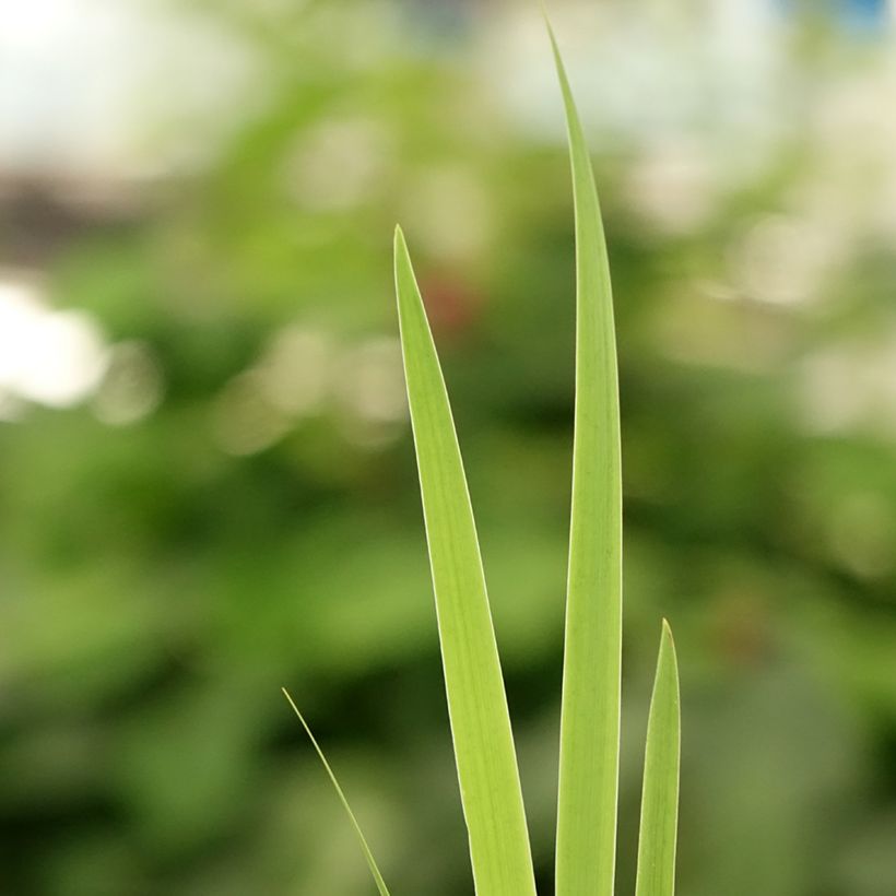 Iris setosa - Borstelige iris (Blad)