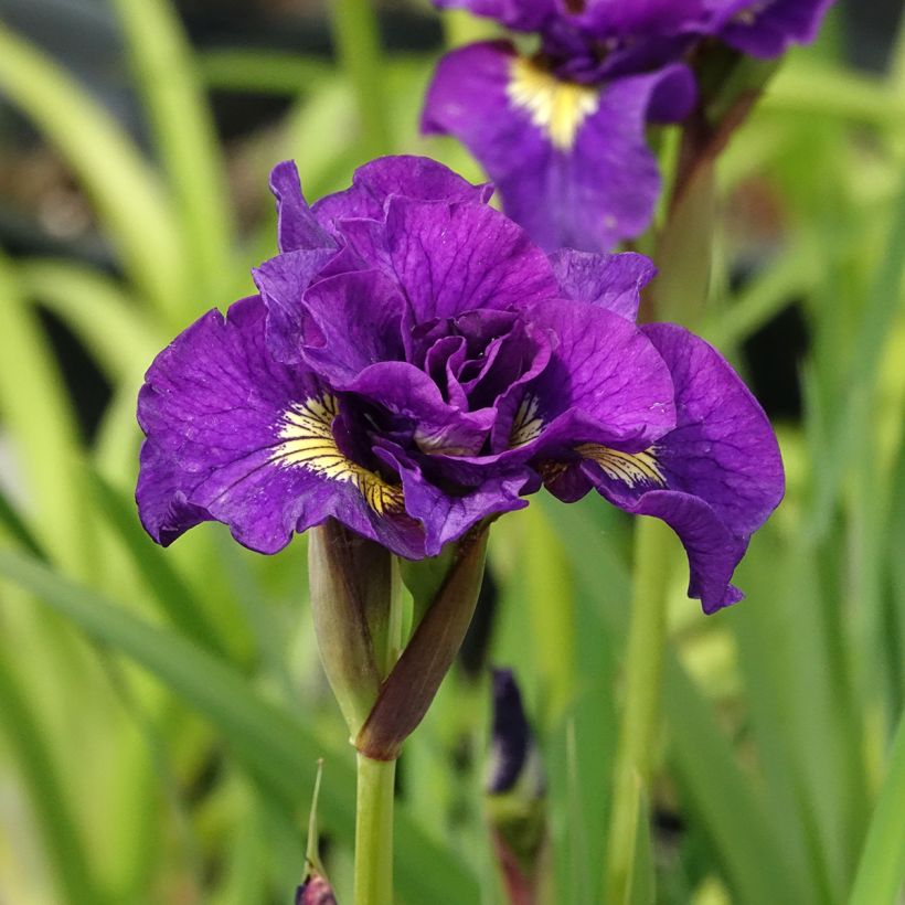 Iris sibirica Bundle of Joy - Siberische iris (Bloei)