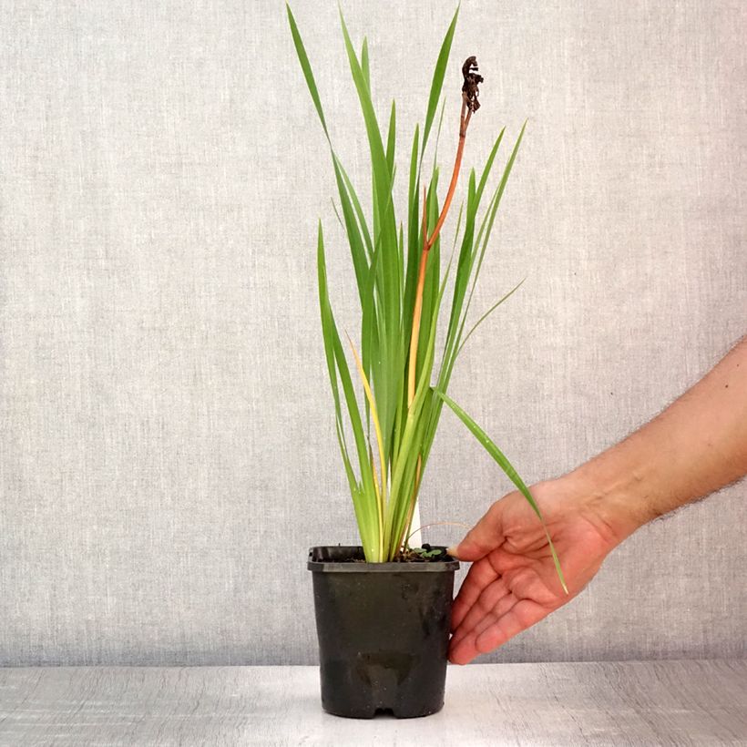 Exemplaar van Iris sibirica Bundle of Joy - Siberische iris Pot van 1,5 l/2 l zoals geleverd in de zomer