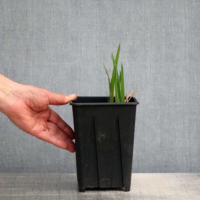Exemplaar van Iris sibirica Bundle of Joy - Siberische iris Pot van 1,5 l/2 l zoals geleverd in de lente
