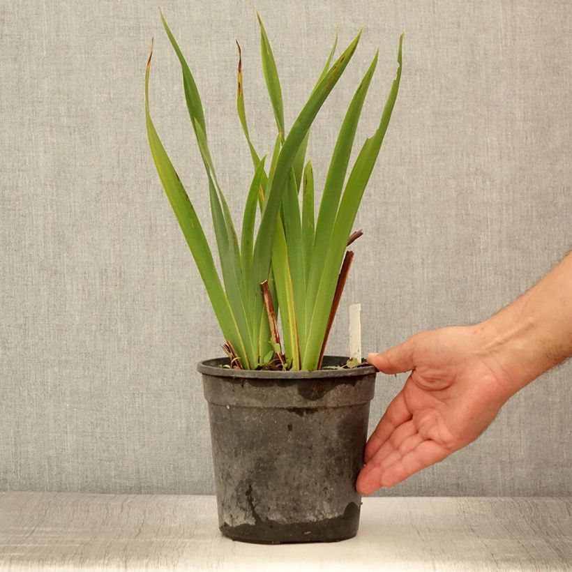 Exemplaar van Iris sibirica Colonel Mustard - Siberische iris Pot van 2 l/3 l zoals geleverd in de zomer