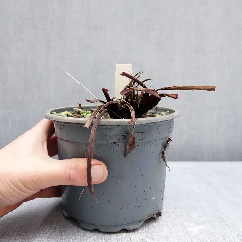 Example of Iris sibirica Colonel Mustard - Siberische iris Pot van 2 l/3 l as you get in hiver