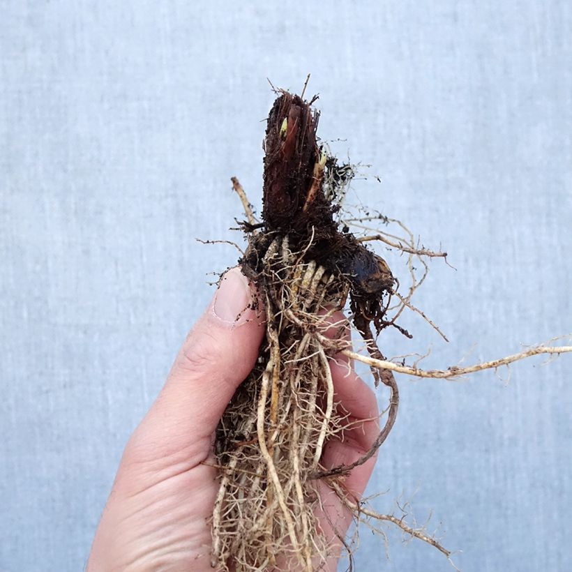 Example of Iris sibirica Colonel Mustard - Siberische iris Naakte wortel as you get in hiver