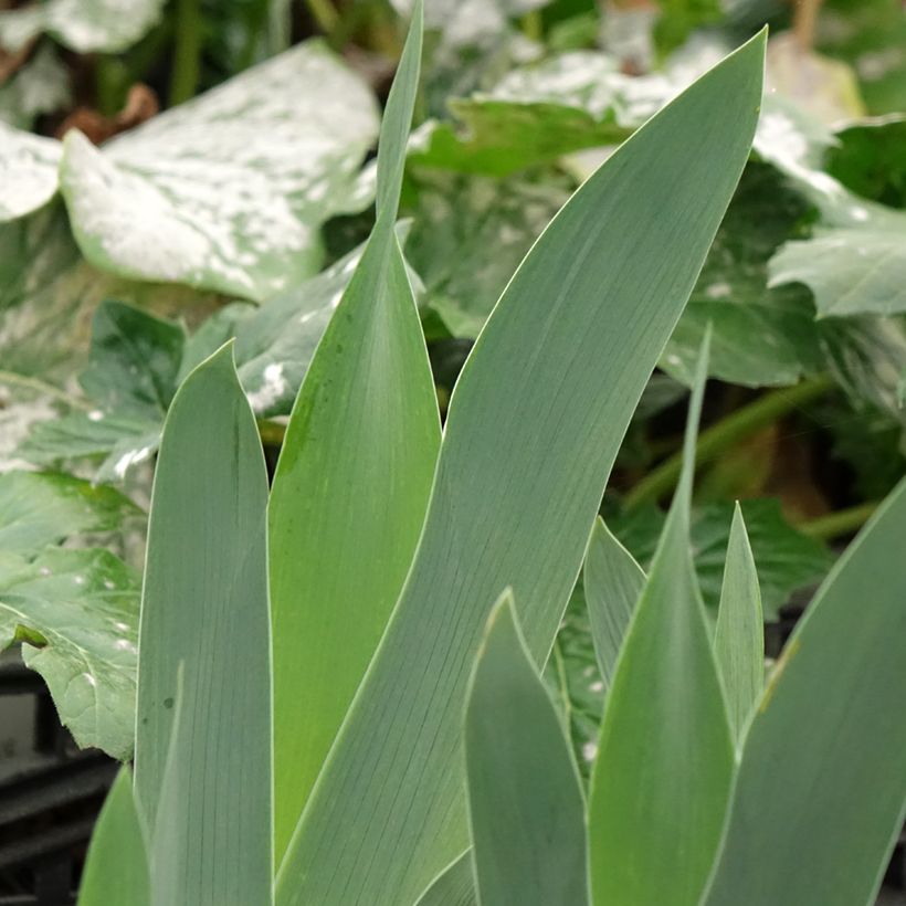 Iris sibirica Cool Spring - Siberische iris (Blad)