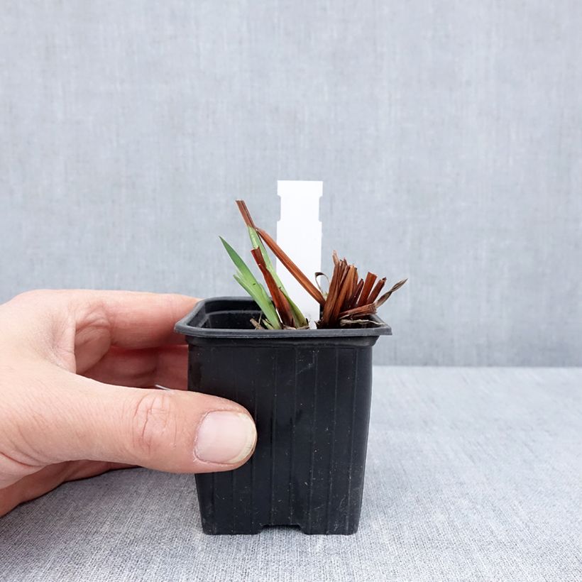 Example of Iris sibirica Cool Spring - Siberische iris Kweekpotje van 8/9 cm as you get in printemps