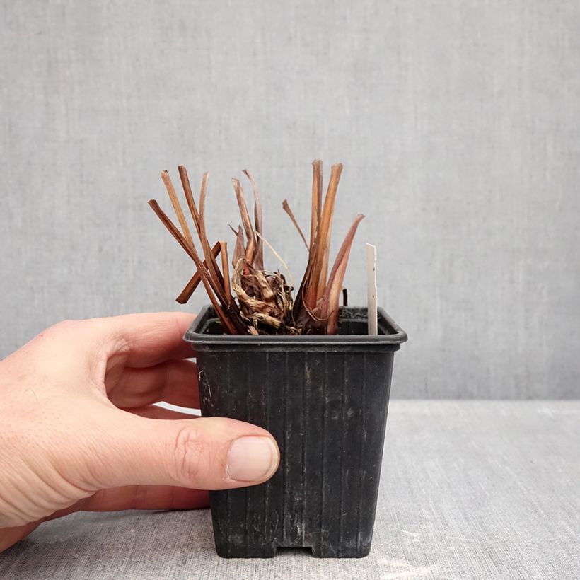 Example of Iris sibirica Dance Ballerina Dance - Siberische iris Kweekpotje van 8/9 cm as you get in hiver