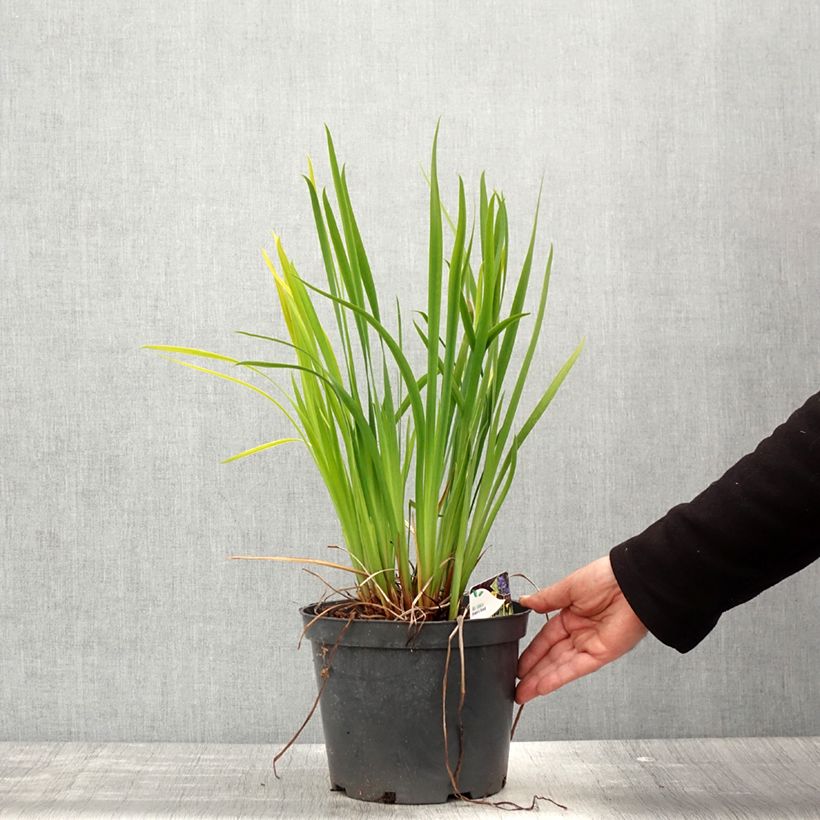 Exemplaar van Iris sibirica Fran's gold - Siberische iris Pot van 2 l/3 l zoals geleverd in de lente