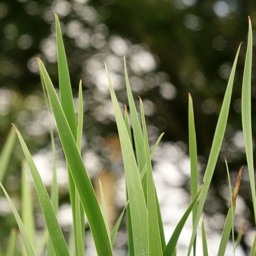 Iris sibirica Imperial Opal - Siberische iris (Blad)