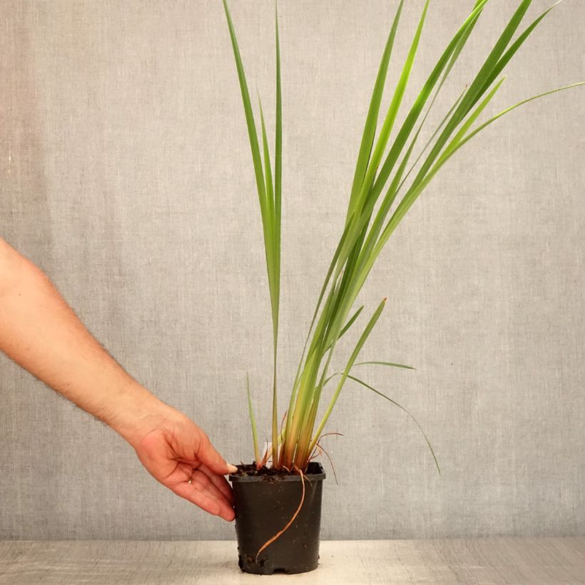 Exemplaar van Iris sibirica Imperial Opal - Siberische iris Pot van 1,5 l/2 l zoals geleverd in de zomer