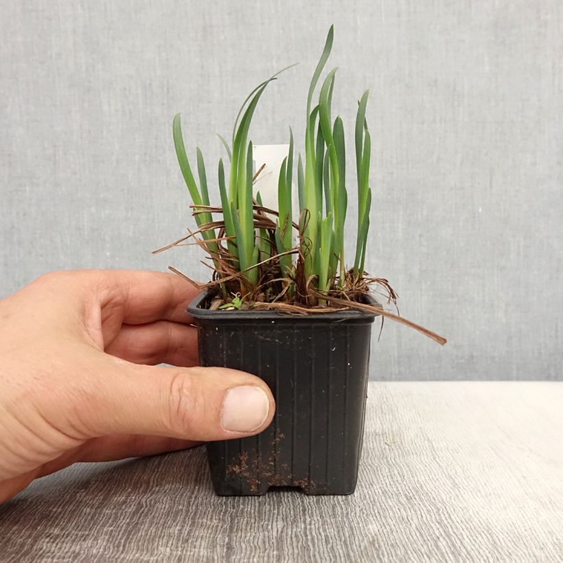 Example of Iris sibirica Not Quite White - Siberische iris Kweekpotje van 8/9 cm as you get in printemps