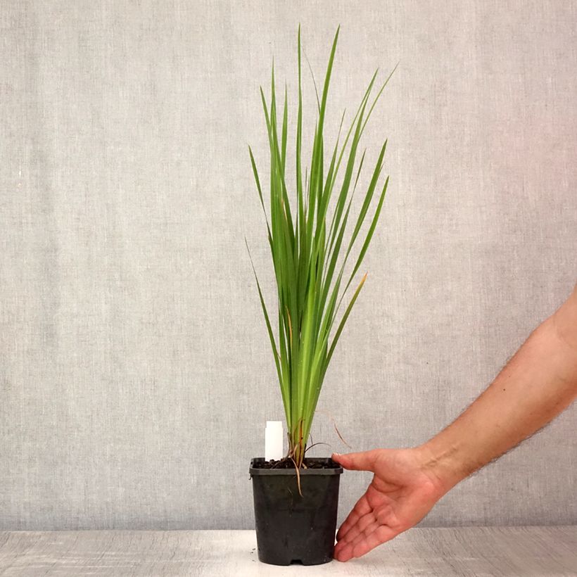 Exemplaar van Iris sibirica Paprikash - Siberische iris Pot van 1,5 l/2 l zoals geleverd in de zomer