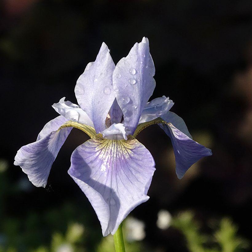 Iris sibirica Perrys Blue - Siberische iris (Bloei)