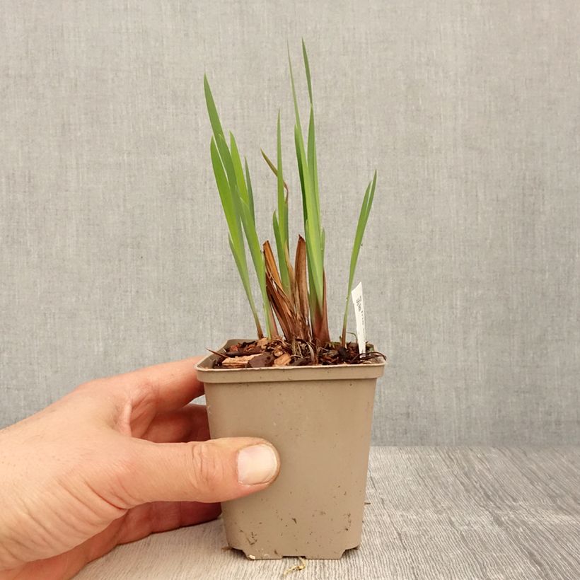 Exemplaar van Iris sibirica Persimmon - Siberische iris Kweekpotje van 8/9 cm zoals geleverd in de lente