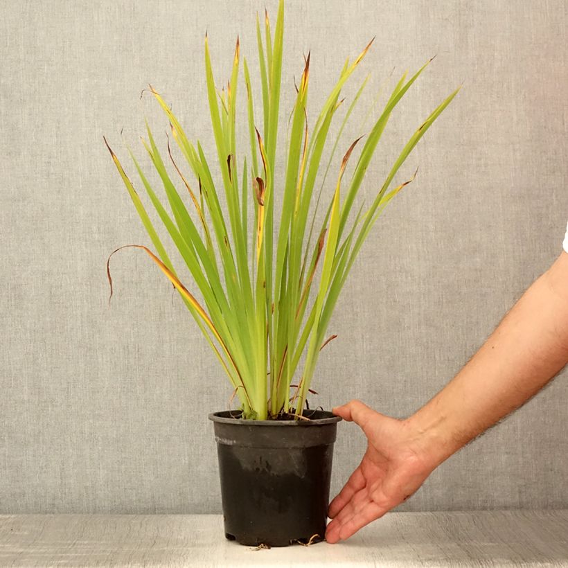 Example of Iris sibirica Purplelicious - Siberische iris Pot van 2 l/3 l as you get in ete