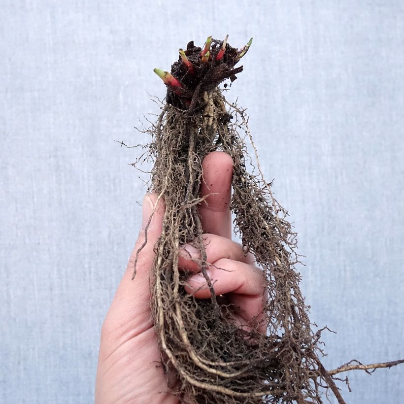 Example of Iris sibirica Purplelicious - Siberische iris Naakte wortel as you get in hiver