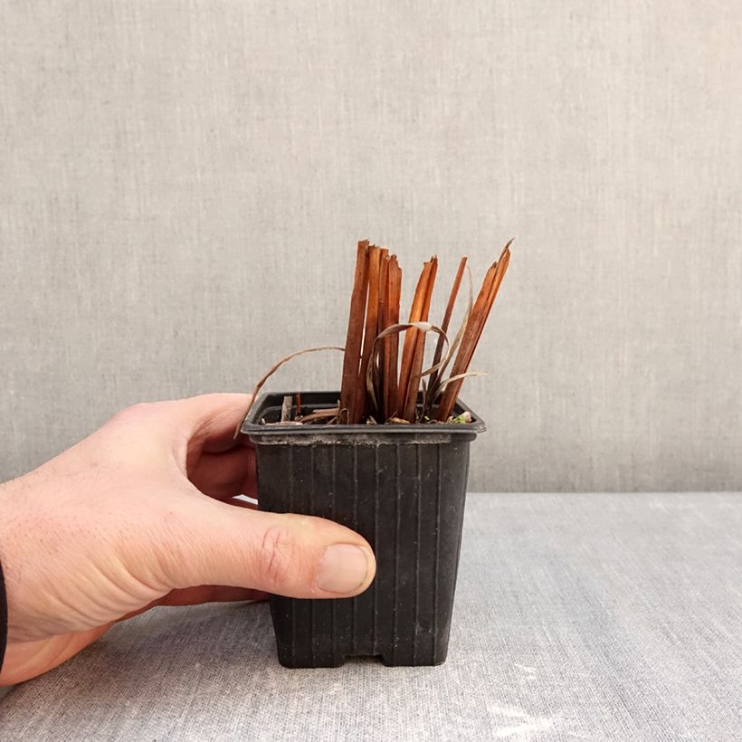 Exemplaar van Iris sibirica Snow Crest - Iris de Sibérie Kweekpotje van 8/9 cm zoals geleverd in de winter