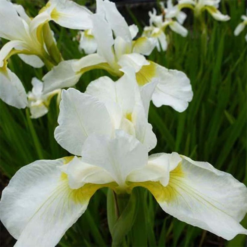 Iris sibirica now Queen - Siberische iris (Bloei)