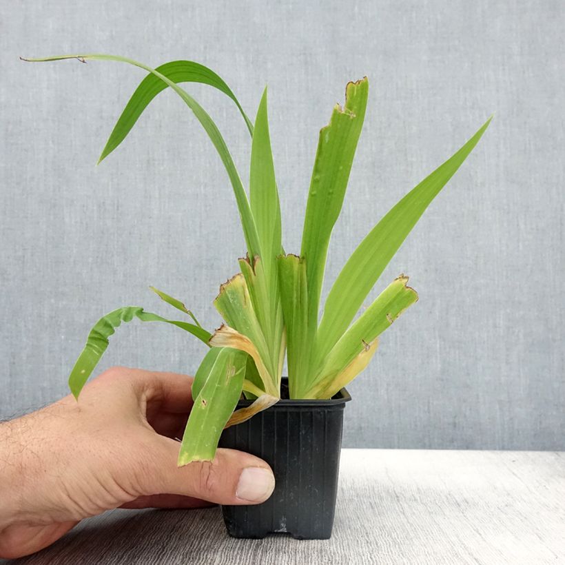 Exemplaar van Iris tectorum - Dakiris Kweekpotje van 8/9 cm zoals geleverd in de herfst