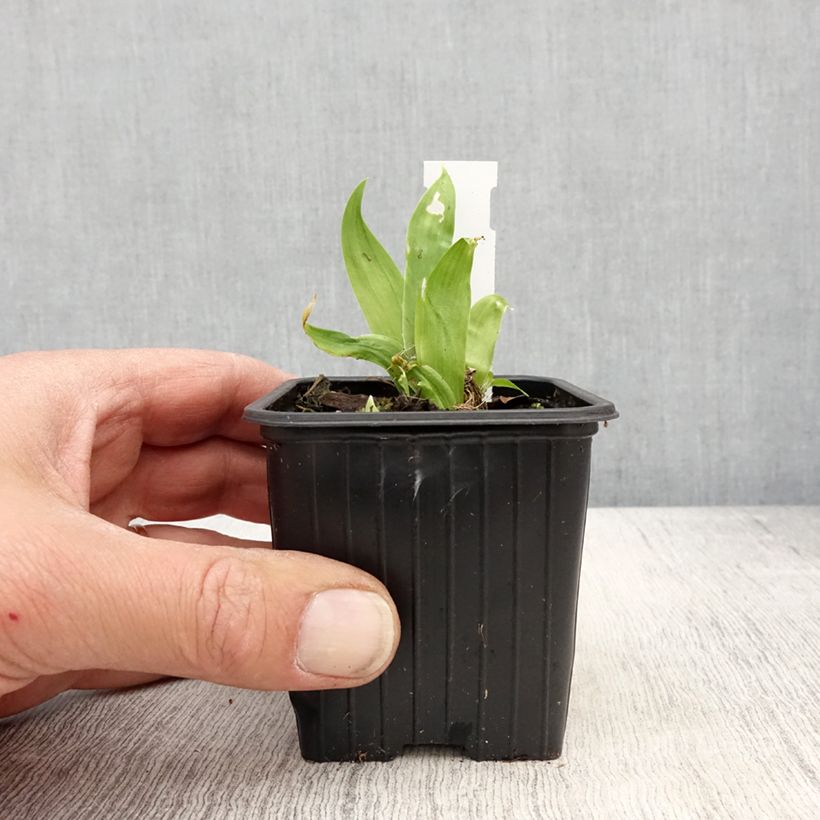 Example of Iris tectorum - Dakiris Kweekpotje van 8/9 cm as you get in printemps