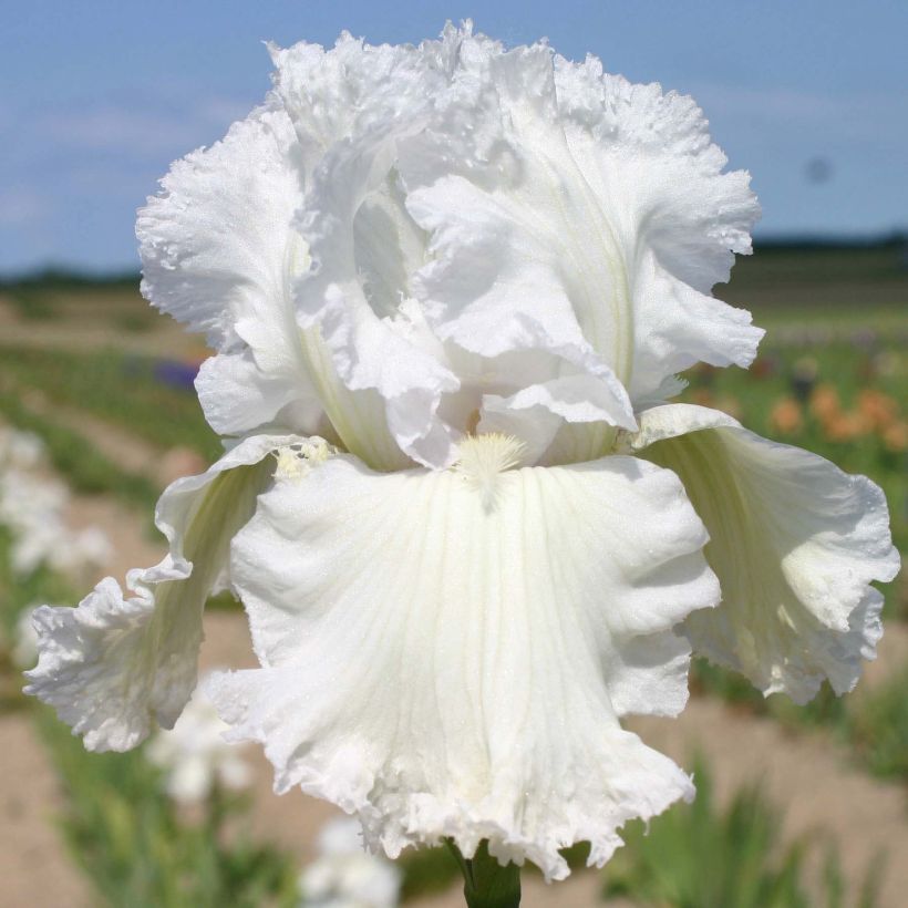 Iris germanica Laced Cotton - Baardiris (Bloei)