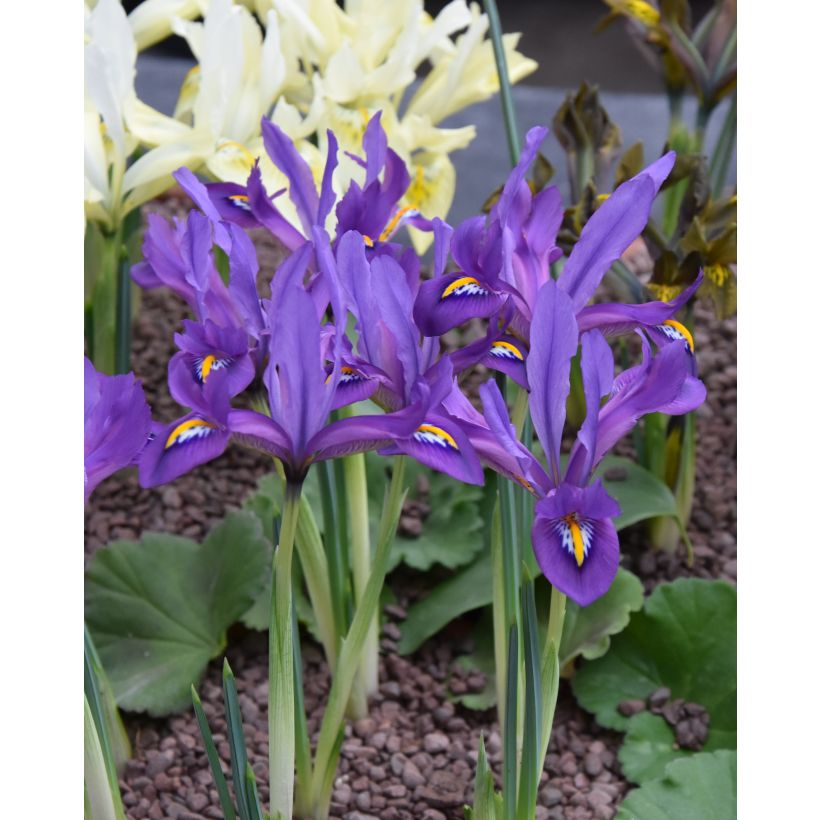 Iris reticulata Scent Sational - Netiris (Groeiplaats)