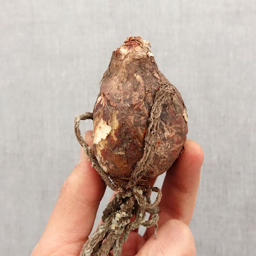 Exemplaar van Ismène Sulphur Queen - Spinlelie Bol kaliber 14+ zoals geleverd in de lente