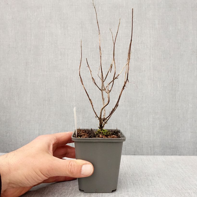 Exemplaar van Isodon effusus - Rabdosia effusa Kweekpotje van 8/9 cm zoals geleverd in de lente