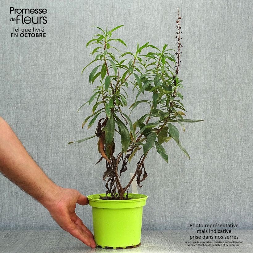 Exemplaar van Isoplexis Bella - Canarisch vingerhoedskruid Pot van 2 l/3 l zoals geleverd in de herfst