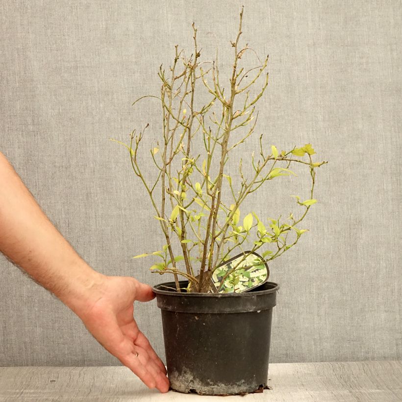 Exemplaar van Itea virginica - Bloemwilg Pot van 3 l/4 l zoals geleverd in de zomer
