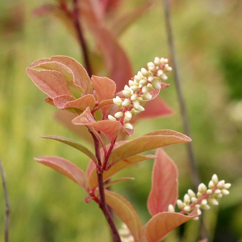 Itea virginica Henry's Garnet - Bloemwilg (Bloei)