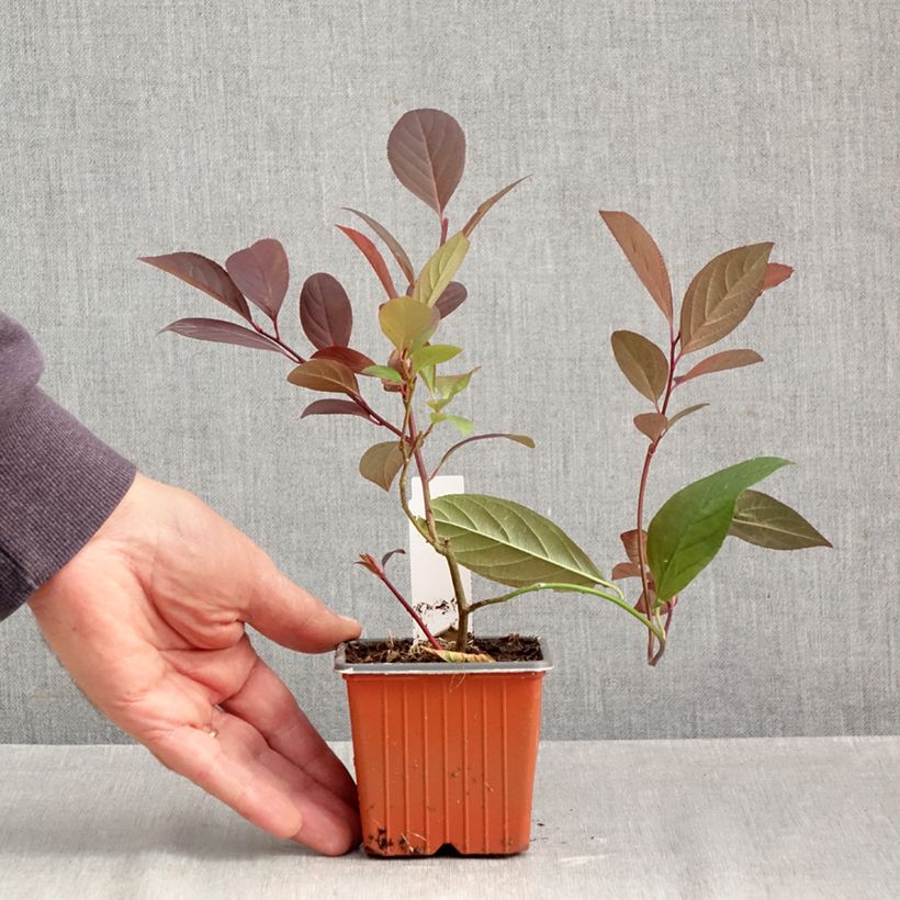 Exemplaar van Itea virginica Henry's Garnet - Bloemwilg Kweekpotje van 8/9 cm zoals geleverd in de herfst