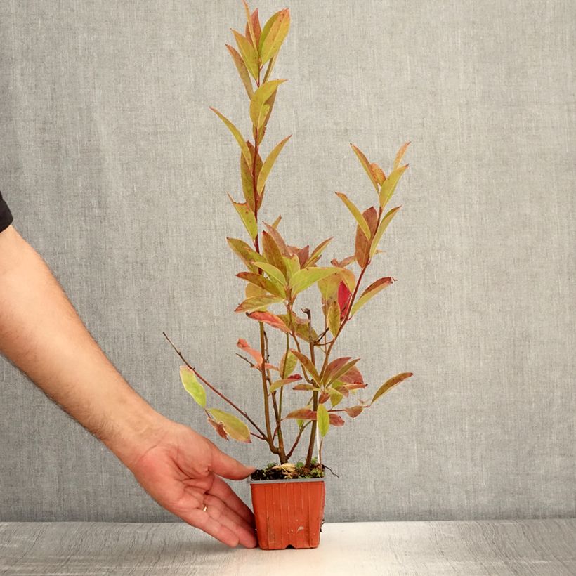 Exemplaar van Itea virginica Henry's Garnet - Bloemwilg Kweekpotje van 8/9 cm zoals geleverd in de zomer