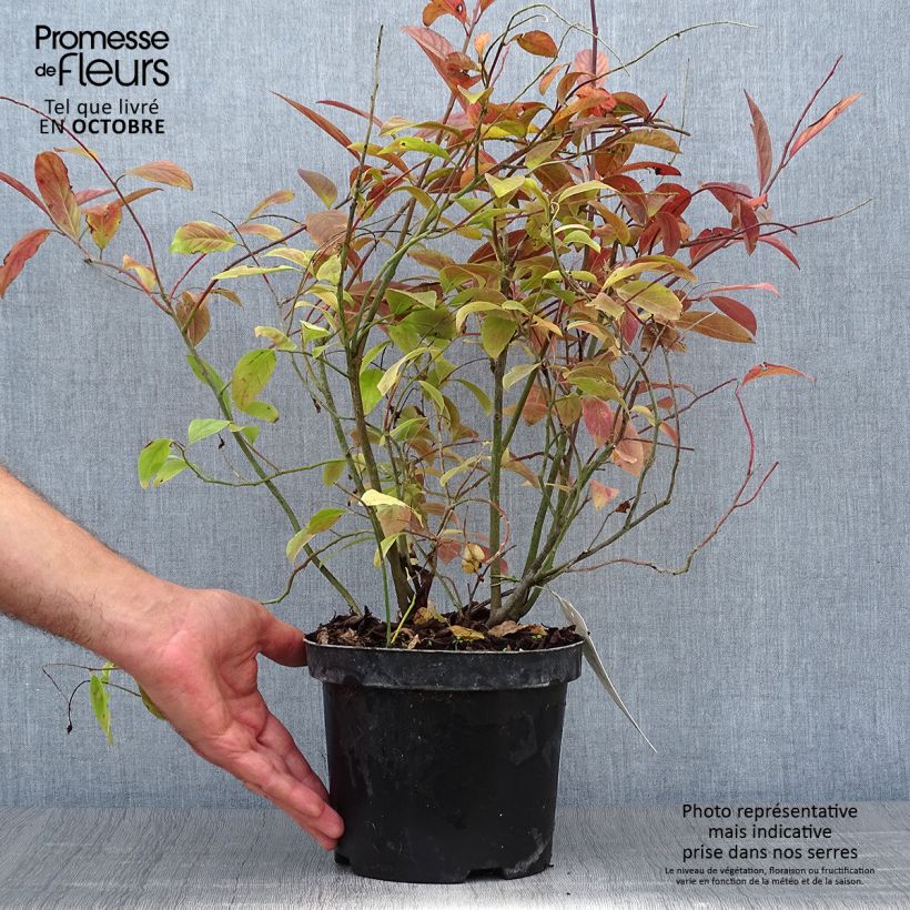 Exemplaar van Itea virginica Henry's Garnet - Bloemwilg Pot van 2 l/3 l zoals geleverd in de herfst
