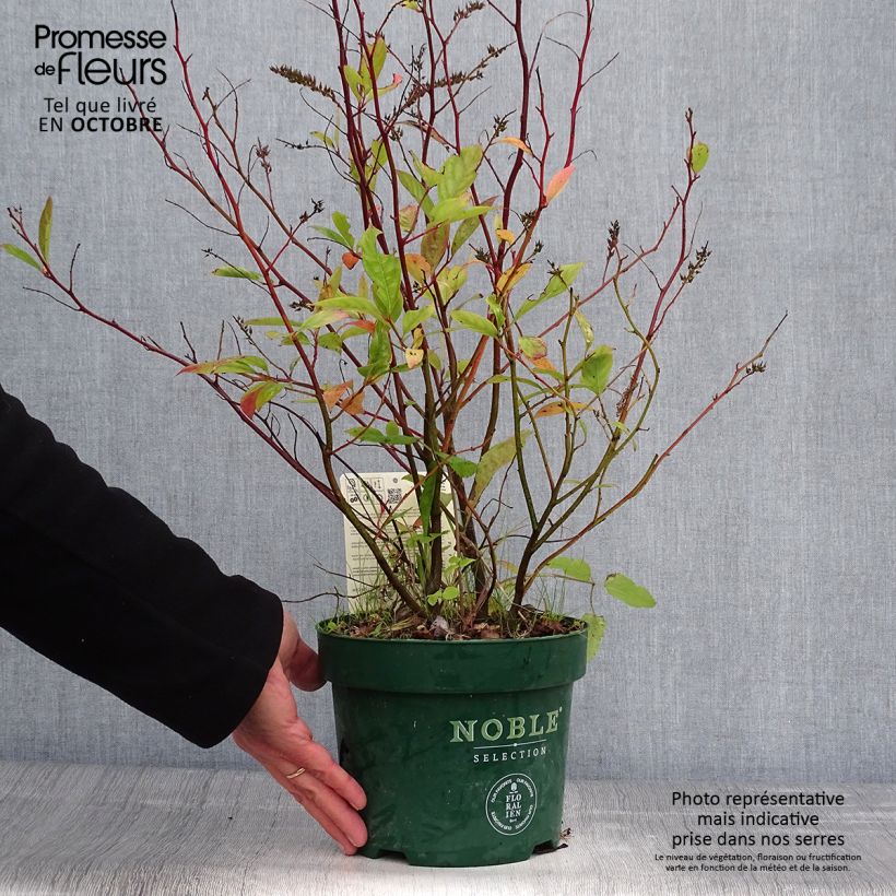 Exemplaar van Itea virginica Little Henry - Bloemwilg Pot van 3 l/4 l zoals geleverd in de herfst