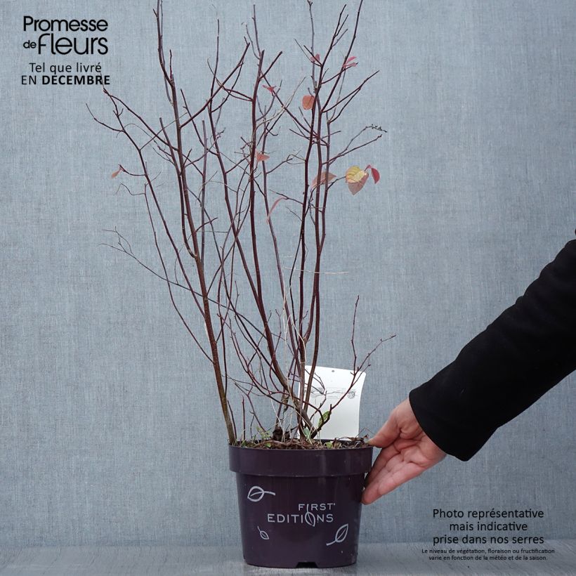 Exemplaar van Itea virginica Love Child - Bloemwilg Pot van 2 l/3 l zoals geleverd in de herfst