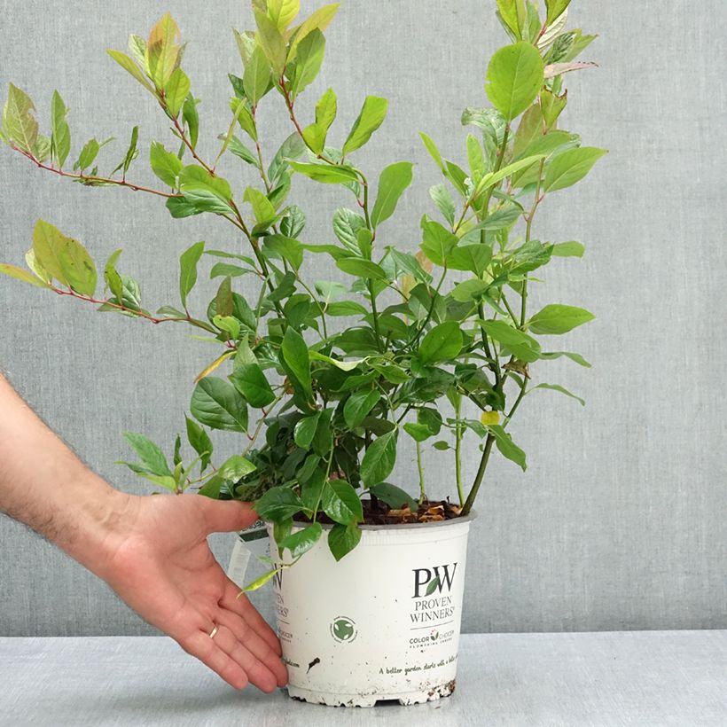 Exemplaar van Itea virginica Scentlandia - Bloemwilg Pot van 4 l/5 l zoals geleverd in de zomer