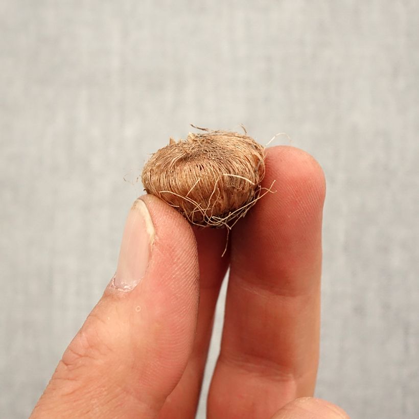 Exemplaar van Ixia Giant - Afrikaanse korenlelie Bol kaliber 5+ zoals geleverd in de lente