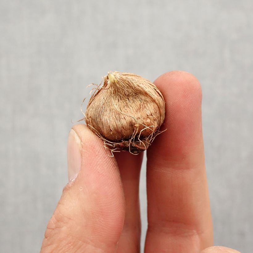 Exemplaar van Ixia bol - Afrikaanse korenlelie Bol kaliber 5+ zoals geleverd in de lente