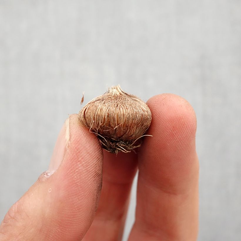 Example of Ixia Mabel - Afrikaanse korenlelie Bol kaliber 5+ as you get in printemps