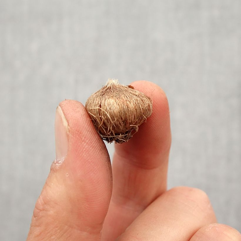 Example of Ixia Spotlight - Afrikaanse korenlelie Bol kaliber 5+ as you get in printemps