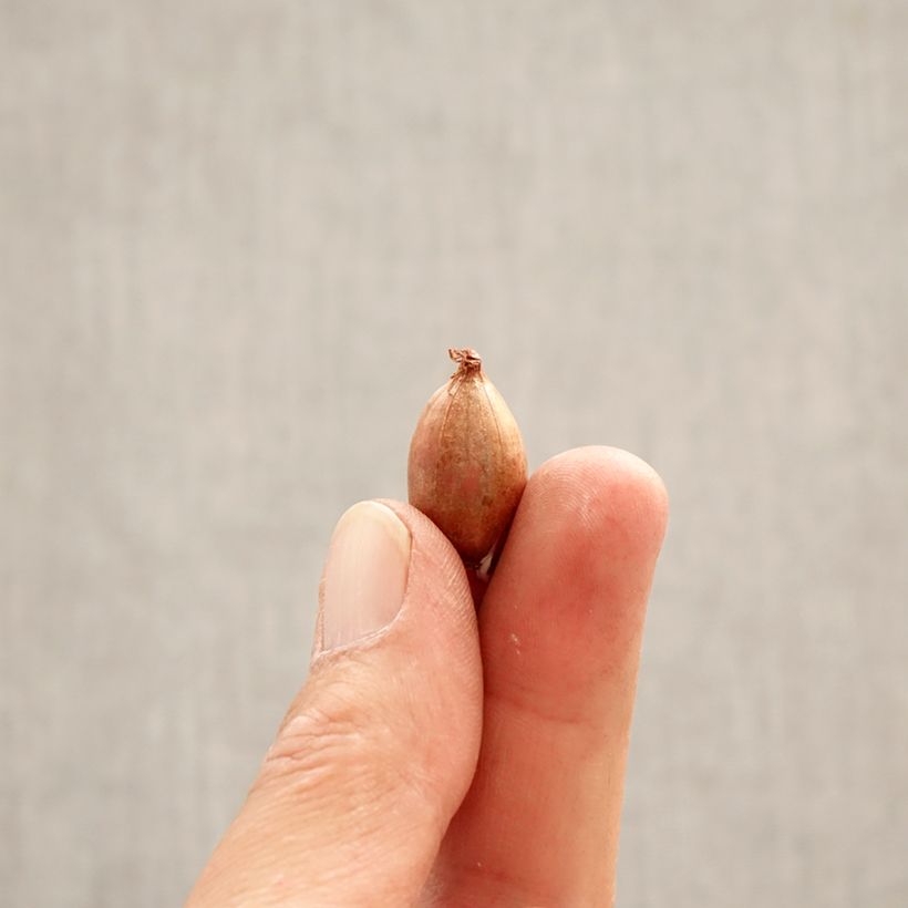 Exemplaar van Ixiolirion tataricum - Blauwe sterlelie Bol kaliber 4+ zoals geleverd in de lente