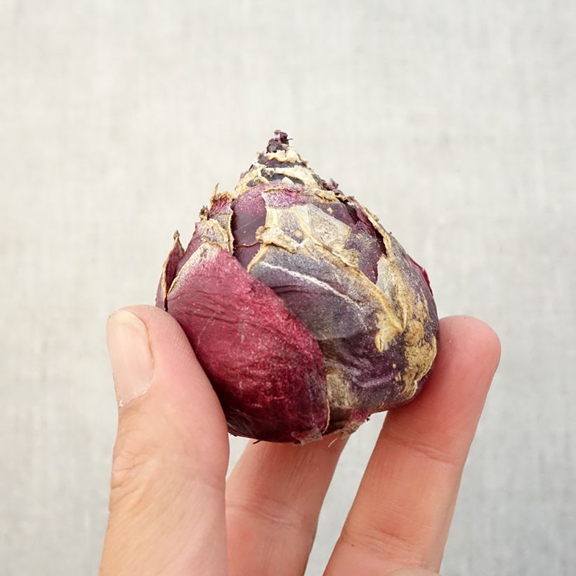 Exemplaar van Hyacint Amethyste - Hyacinthus orientalis Bol kaliber 19+ zoals geleverd in de herfst