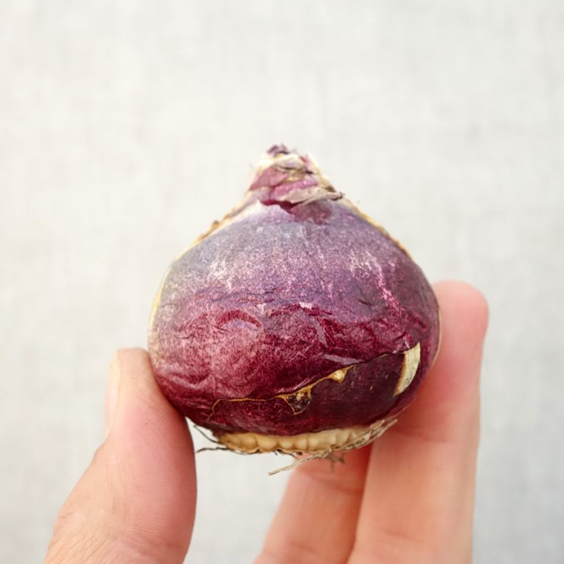 Exemplaar van Hyacint Atlantic - Hyacinthus orientalis Bol size 18/19 zoals geleverd in de herfst