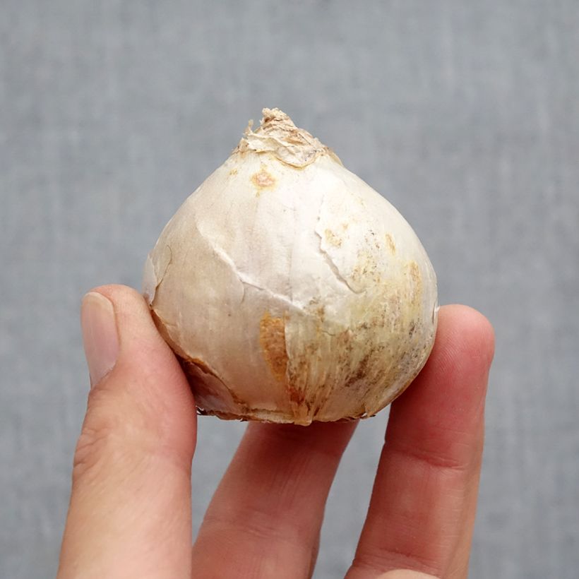 Exemplaar van Hyacint Carnegie - Hyacinthus orientalis Bol kaliber 18+ zoals geleverd in de herfst